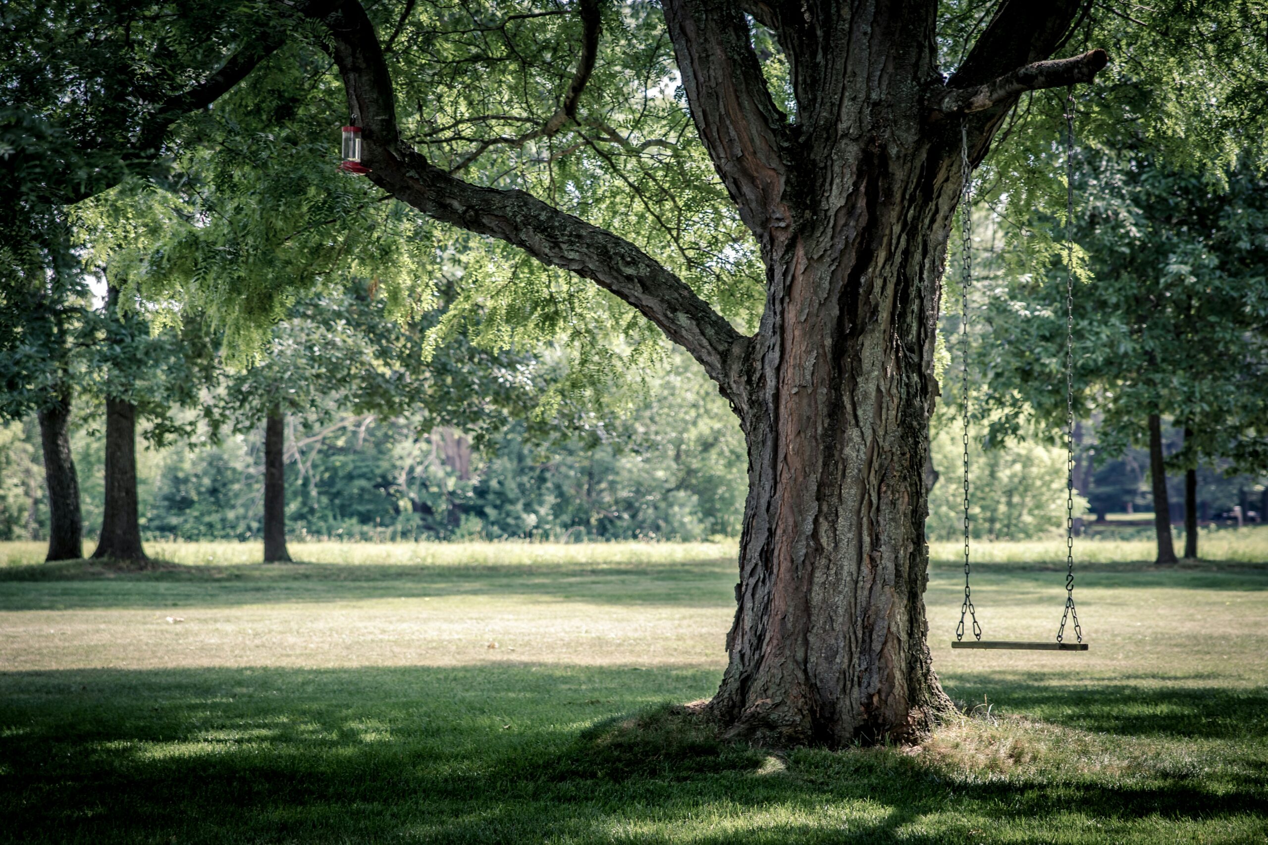 ryan-hafey-PdJjT-zYg_E-unsplash ryan-hafey-PdJjT-zYg_E-unsplash
